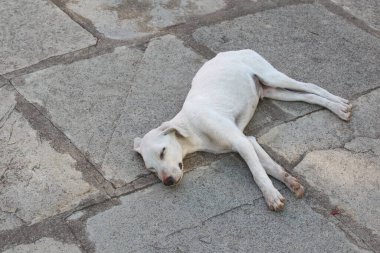 Sokak Köpeği yolda uyuyor.