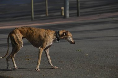 Evcil Köpek Evi 'ne yakın çekim