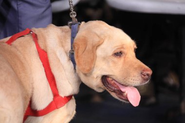 Evcil Köpek Evi 'ne yakın çekim