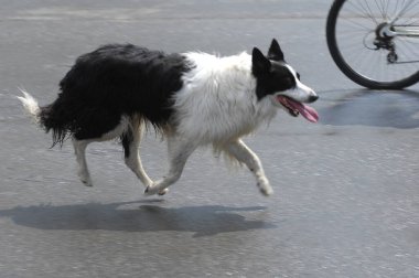 Evcil Köpek Evi 'ne yakın çekim