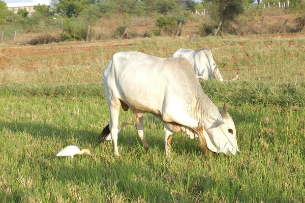 現地の牛 India — ストック写真