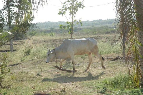 印度田野里的牛 — 图库照片