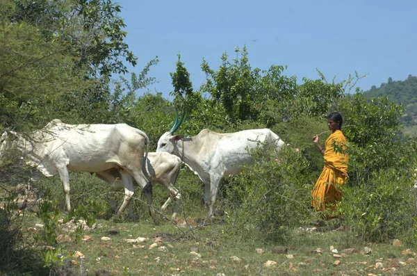 Oxen Fälten Indien — Stockfoto