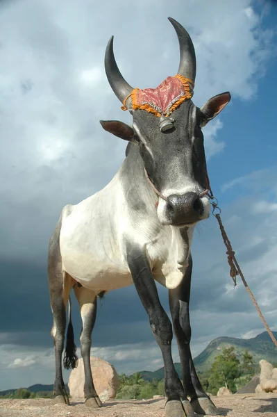 Oxen Fälten Indien — Stockfoto