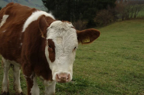 Krowy Postaci Szwajcarskiej — Zdjęcie stockowe