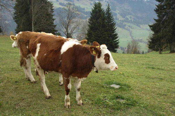 Krowy Postaci Szwajcarskiej — Zdjęcie stockowe