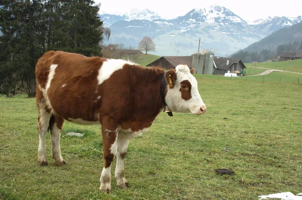Cows Swiss Forms — Stock Photo, Image