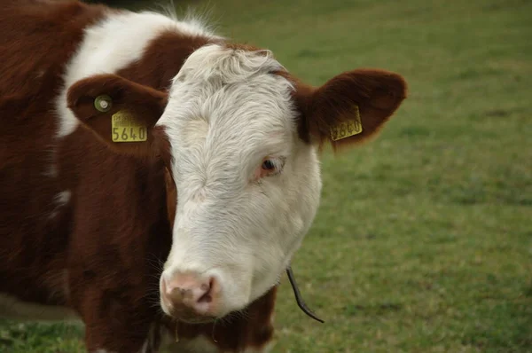 Vacas Formas Suíças — Fotografia de Stock