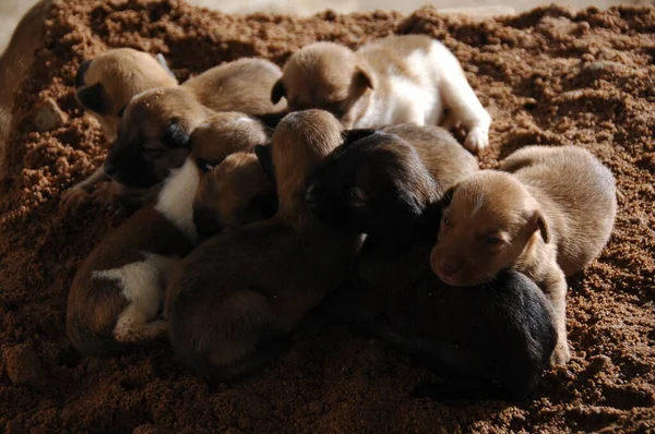 Baby Dogs Sand — Stock Photo, Image