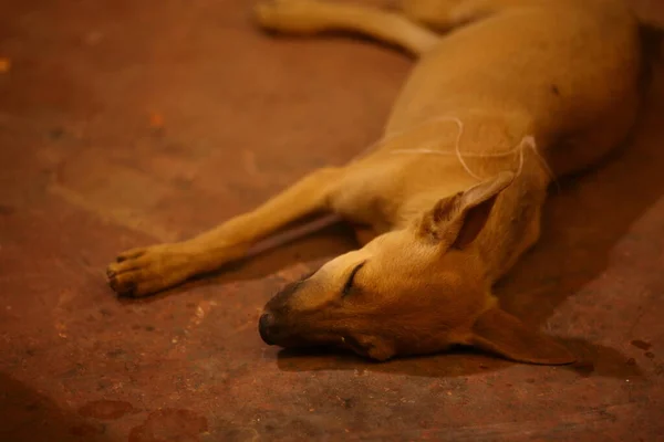 stock image Street Dog sleeping on the road