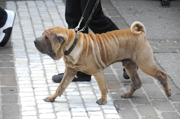 Evcil Köpek Evi 'ne yakın çekim