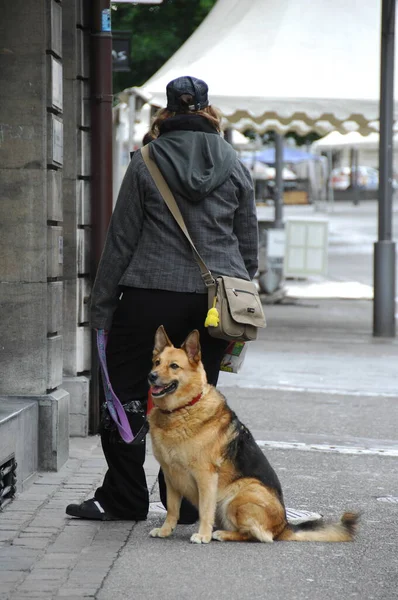 Sällskapsdjur Hund Hemma — Stockfoto