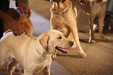 Sokak Köpeği yolda.