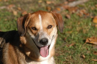 evde beslenen hayvan köpek vasıl ev