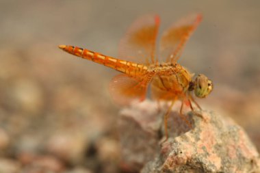Bir yusufçuğun makro görüntüsü