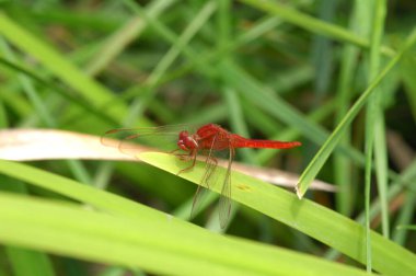 Bir yusufçuğun makro görüntüsü