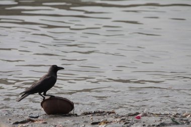Doğadaki Kuş Kızılderili Kargası