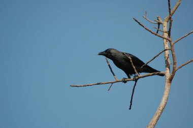 Doğadaki Kuş Kızılderili Kargası