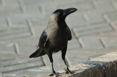 Doğadaki Kuş Kızılderili Kargası