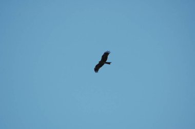 Gökyüzünde uçan kartal