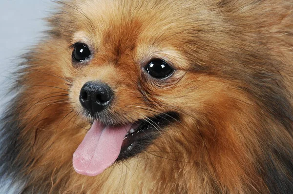 Pet Dog Home Closeup — Φωτογραφία Αρχείου