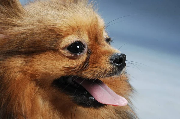 Mascota Perro Casa Primer Plano —  Fotos de Stock