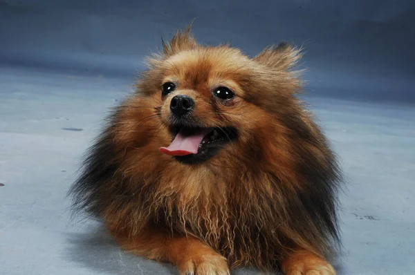 Mascota Perro Casa Primer Plano —  Fotos de Stock