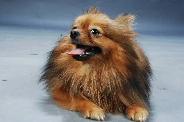 Perro Mascota Casa —  Fotos de Stock