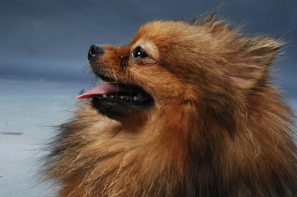 Pet Dog Home Closeup — Stock Photo, Image