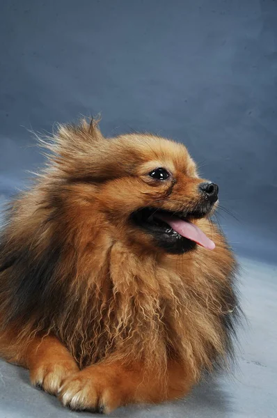 Pet Dog Home Closeup — Stock Photo, Image