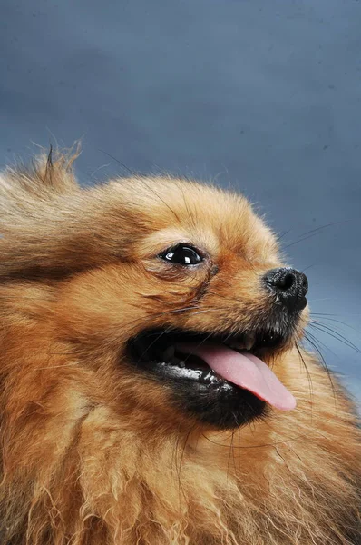 Pet Dog Home Closeup — Φωτογραφία Αρχείου