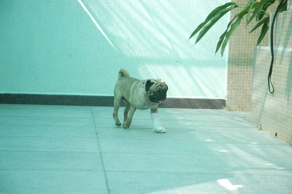 Sällskapsdjur Hund Hemma — Stockfoto