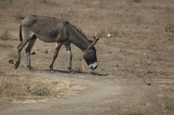 Donkey Road India — 图库照片