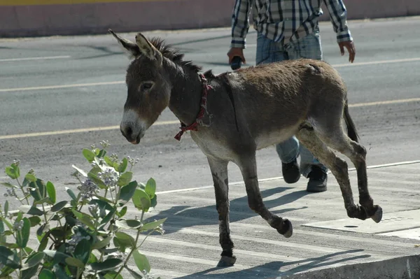 Donkey Road India — Stockfoto