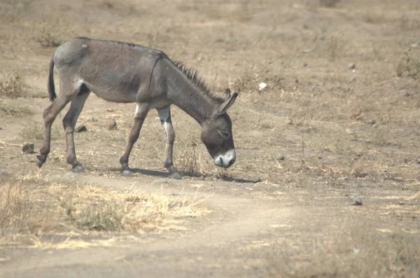 Donkey Road India — Zdjęcie stockowe