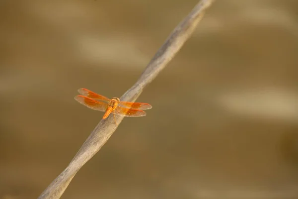 Makroaufnahme Einer Libelle — Stockfoto