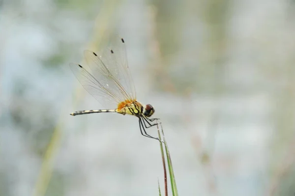 Makroaufnahme Einer Libelle — Stockfoto