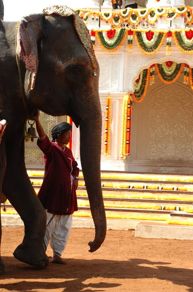 Man Elephant Show Hyderabad Indie Paź 2022 — Zdjęcie stockowe