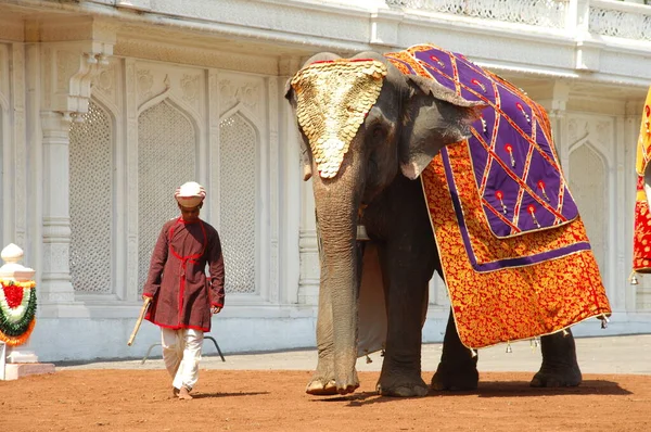Man Elephant Show Hyderabad Indie Paź 2022 — Zdjęcie stockowe