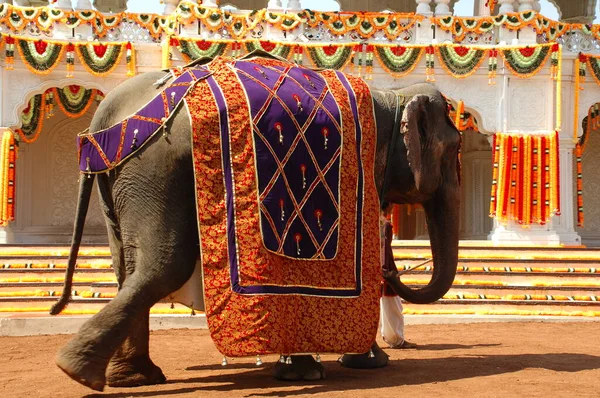 Elefánt Show Indiában — Stock Fotó