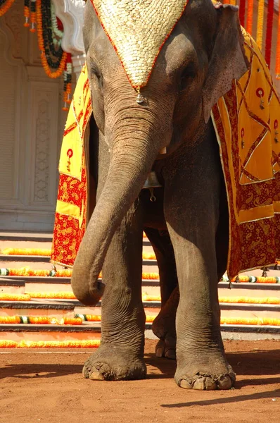 Słoń Wystawie Indie — Zdjęcie stockowe