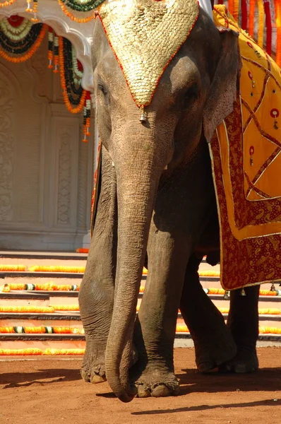 stock image Elephant On Show India