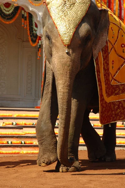 stock image Elephant On Show India