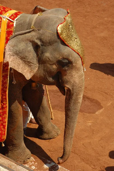 Słoń Wystawie Indie — Zdjęcie stockowe