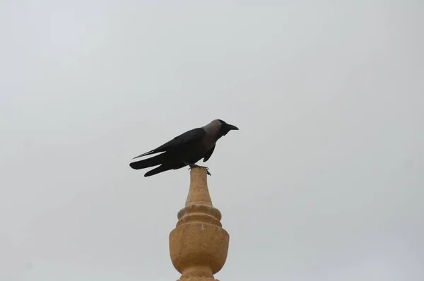 Oiseau Corbeau Indien Dans Nature — Photo