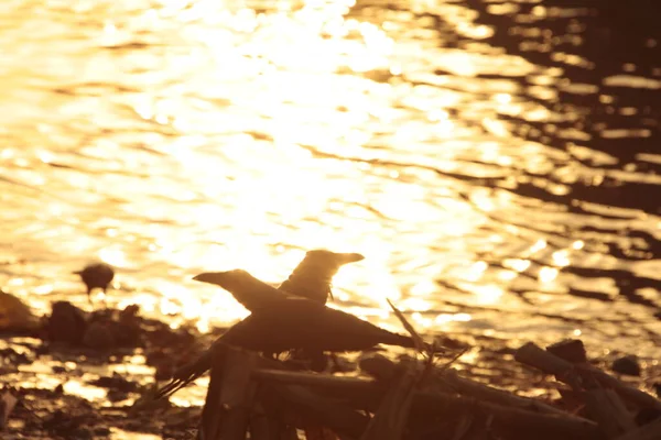 自然界中的鸟 印第安乌鸦 — 图库照片