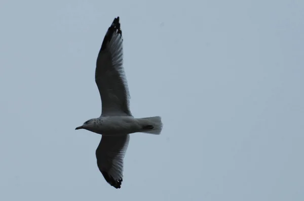 Aigle Volant Dans Ciel — Photo