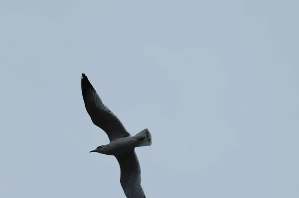 White Pigeon Flying Sky — Stock Photo, Image