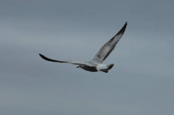 空を飛ぶ白い鳩 — ストック写真