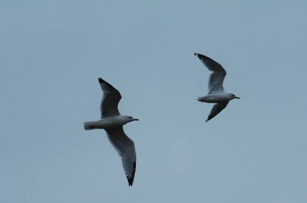 空を飛ぶ白い鳩 — ストック写真